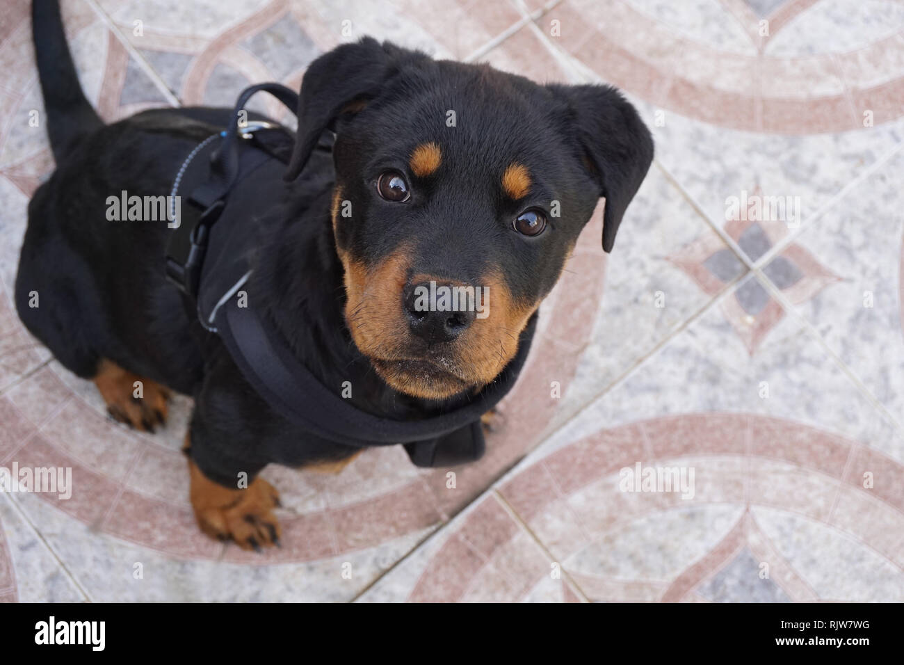 Ein sehr professioneller Hund, der liebt, zu stellen Stockfoto