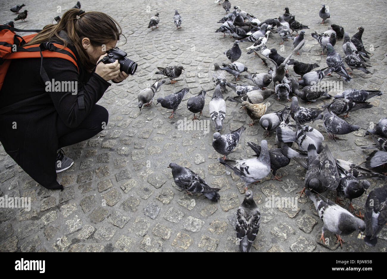 Die Fütterung der Tauben, Detail einer Frau fotografieren der Vögel Stockfoto