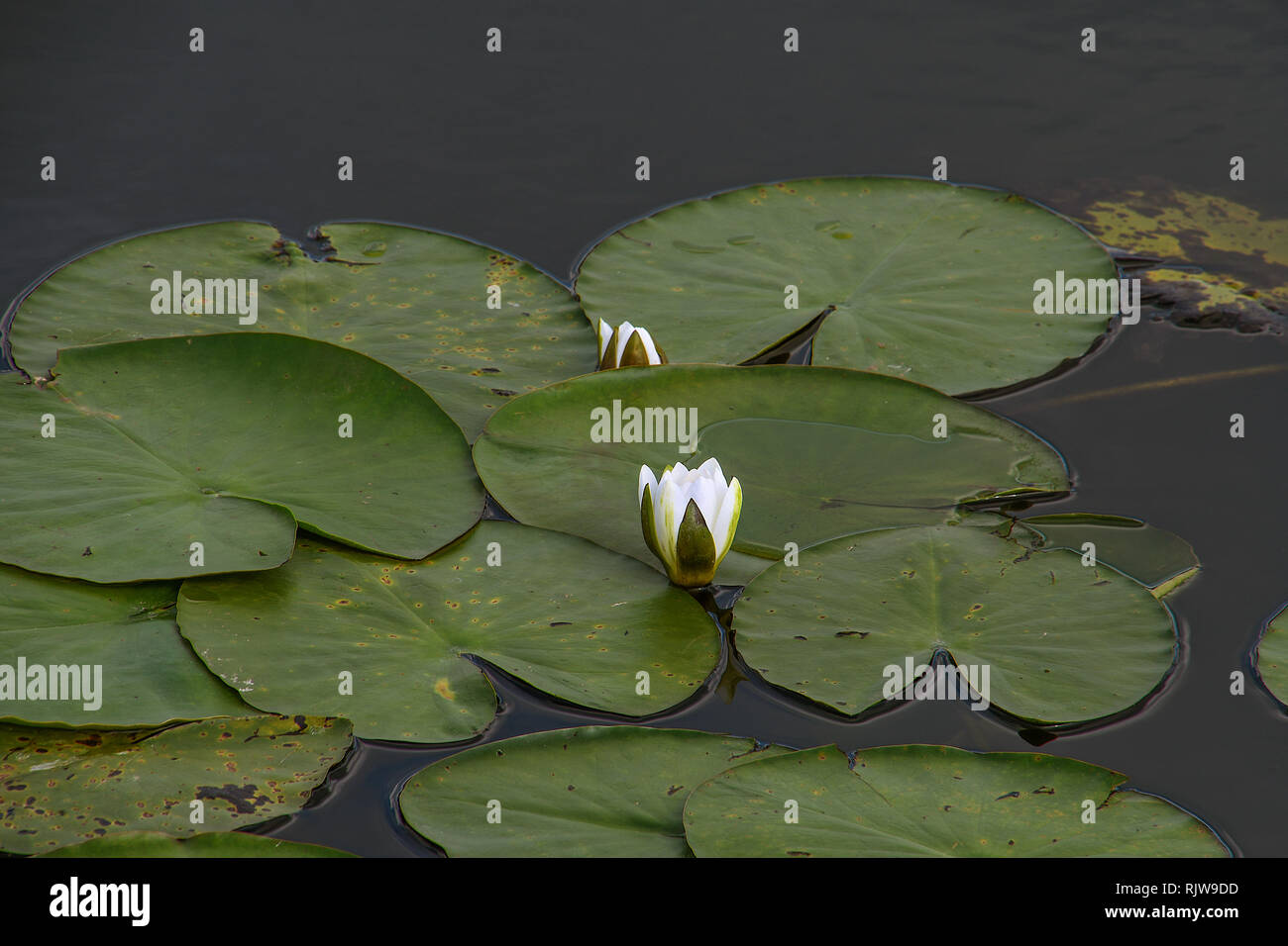 Weiße Seerose Bud und Seerosen im Teich Wasser Stockfoto
