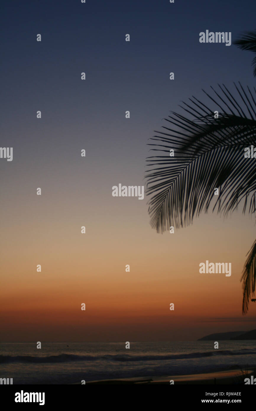 Sonnenuntergang und Palm Blätter Stockfoto