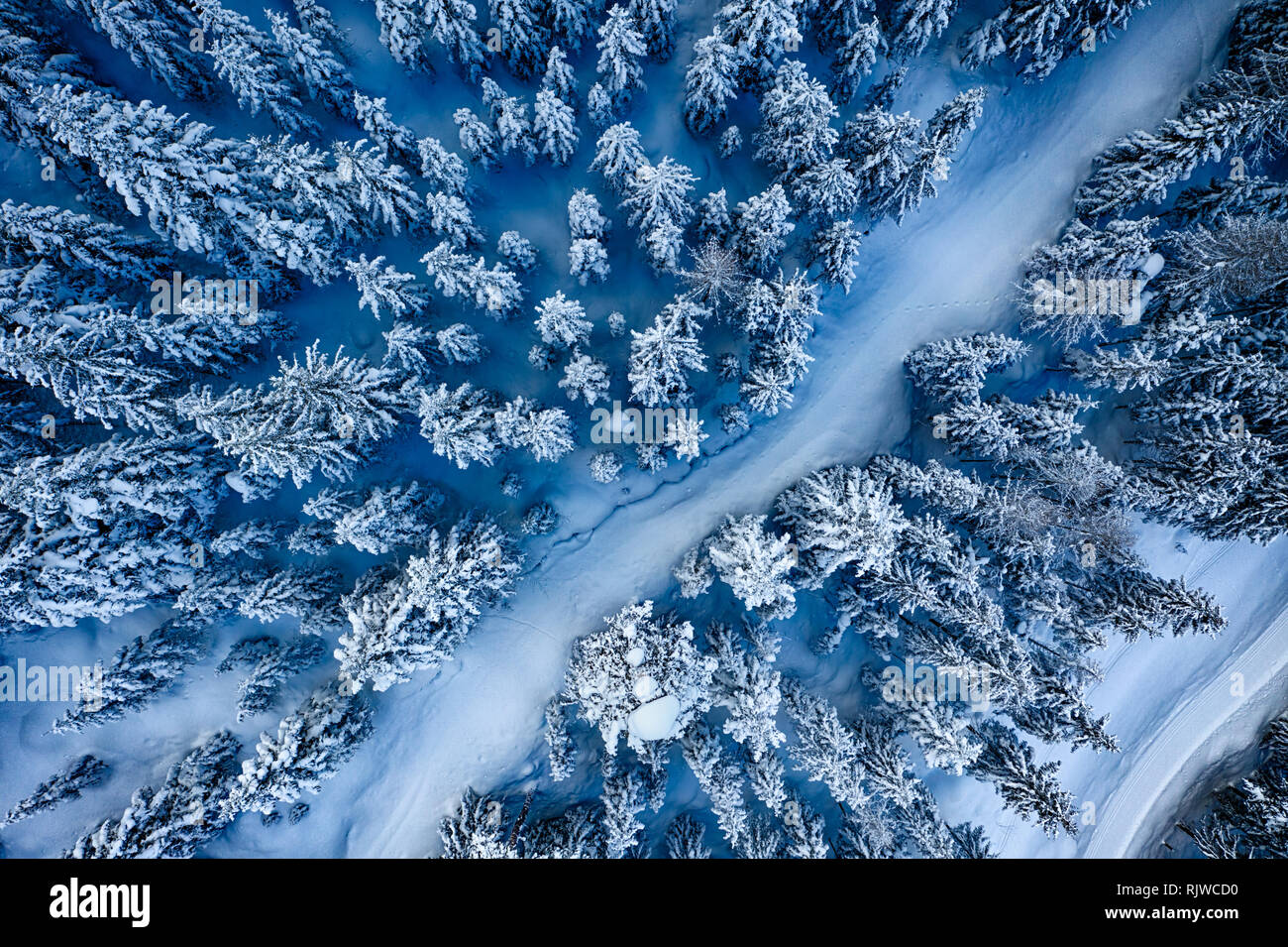 Antenne. Bäume und Schnee im Winter Forest. Natur Hintergrund top Aussicht von Drone. Stockfoto