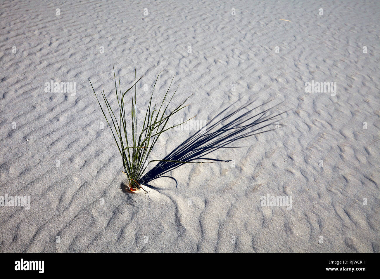 Junge Seife Baum Yucca Pflanze in White Sands National Monument, New Mexico, USA Stockfoto