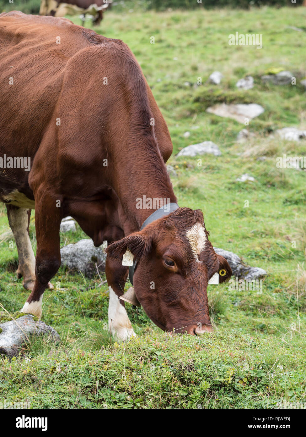Milch Kuh auf der Weide Stockfoto