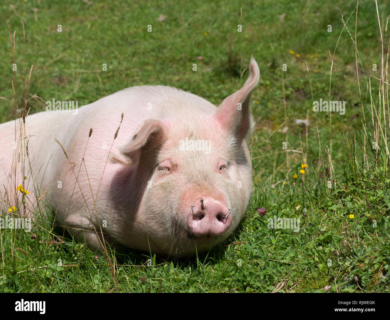 Schwein auf der Weide Stockfoto