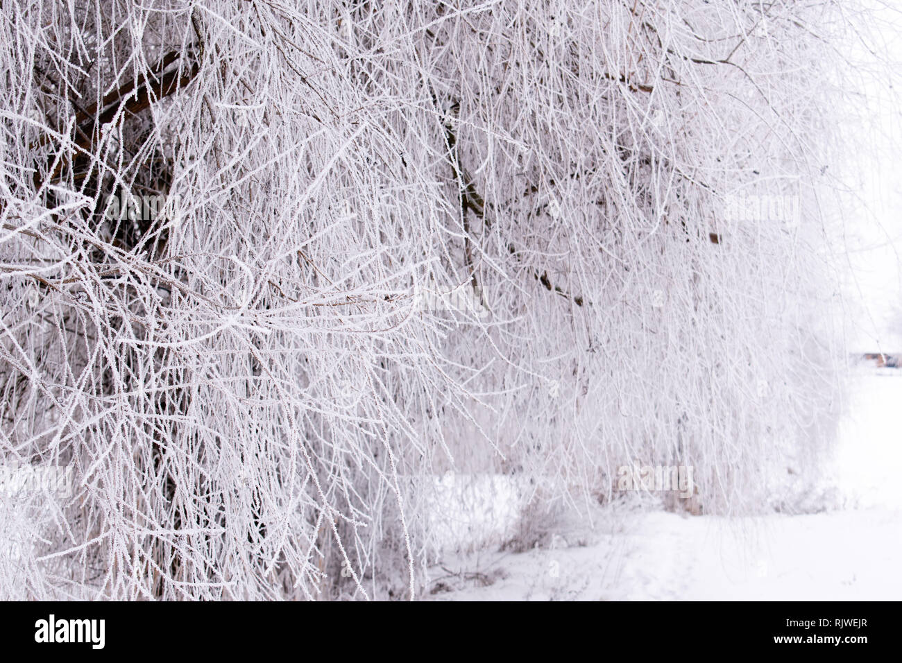 Winter Wetter. Weißer Schnee bedeckt den Boden. Kopieren Sie Platz Stockfoto