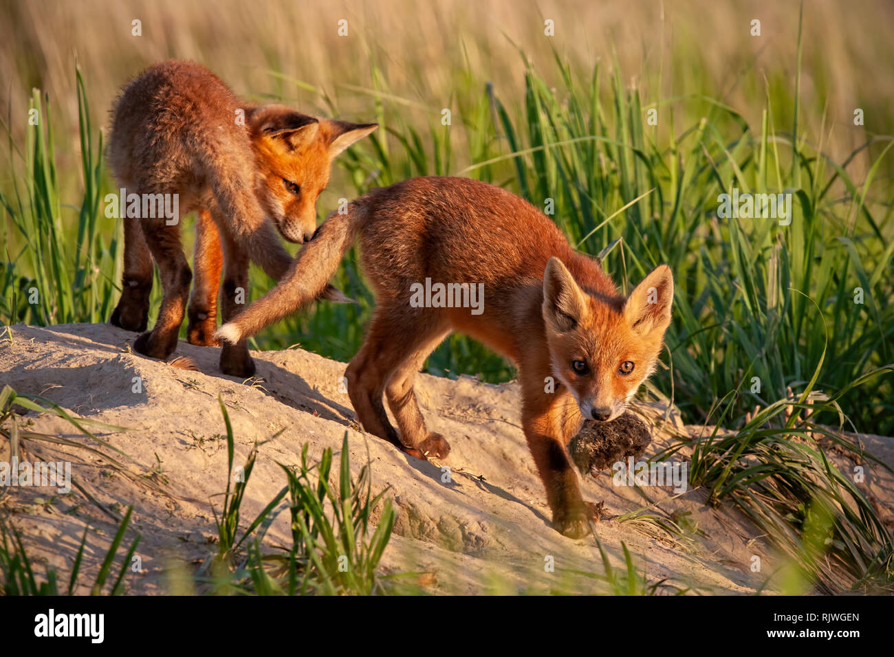 Red Fox, Vulpes vulpes, kleine Jungen Jungen in der Nähe von den Spielen. Stockfoto