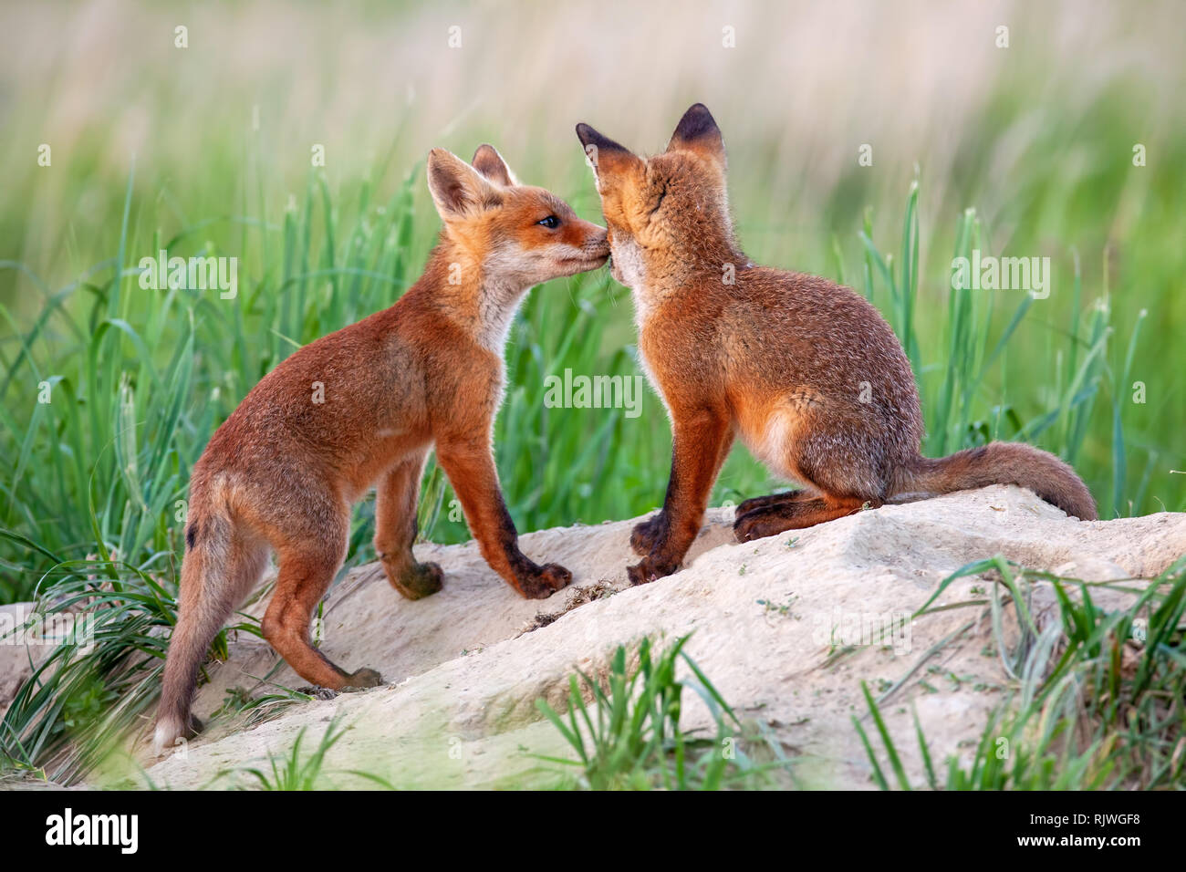 Red Fox, Vulpes vulpes, kleine Jungen Jungen in der Nähe von den Spielen. Stockfoto