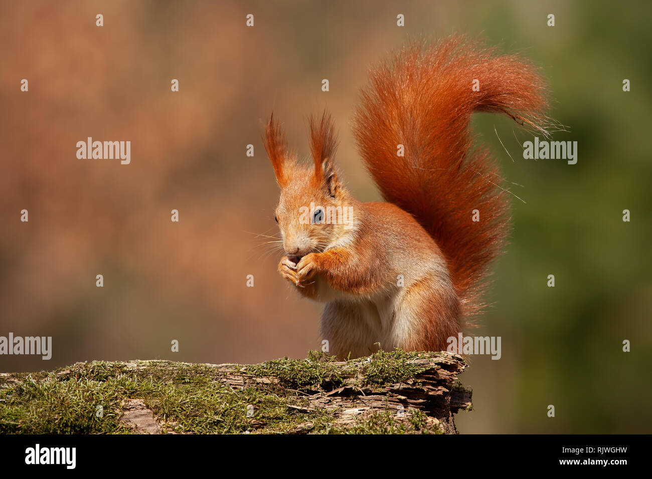 Eurasischen red Squirrel, sciurus vulgaris, im Herbst Wald in warmes Licht. Stockfoto