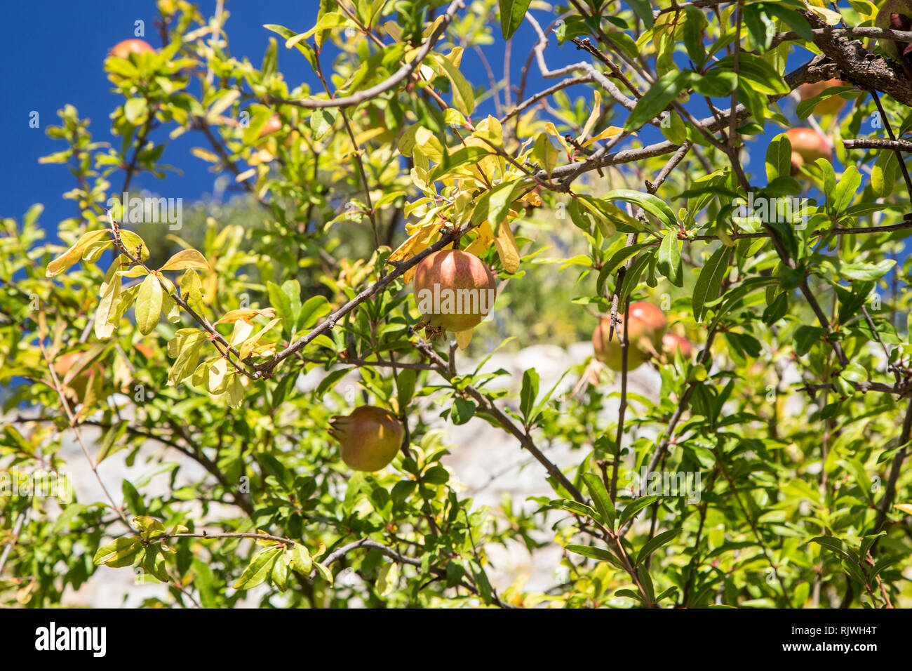 Granatapfelbaum in Eus, Südfrankreich. Stockfoto