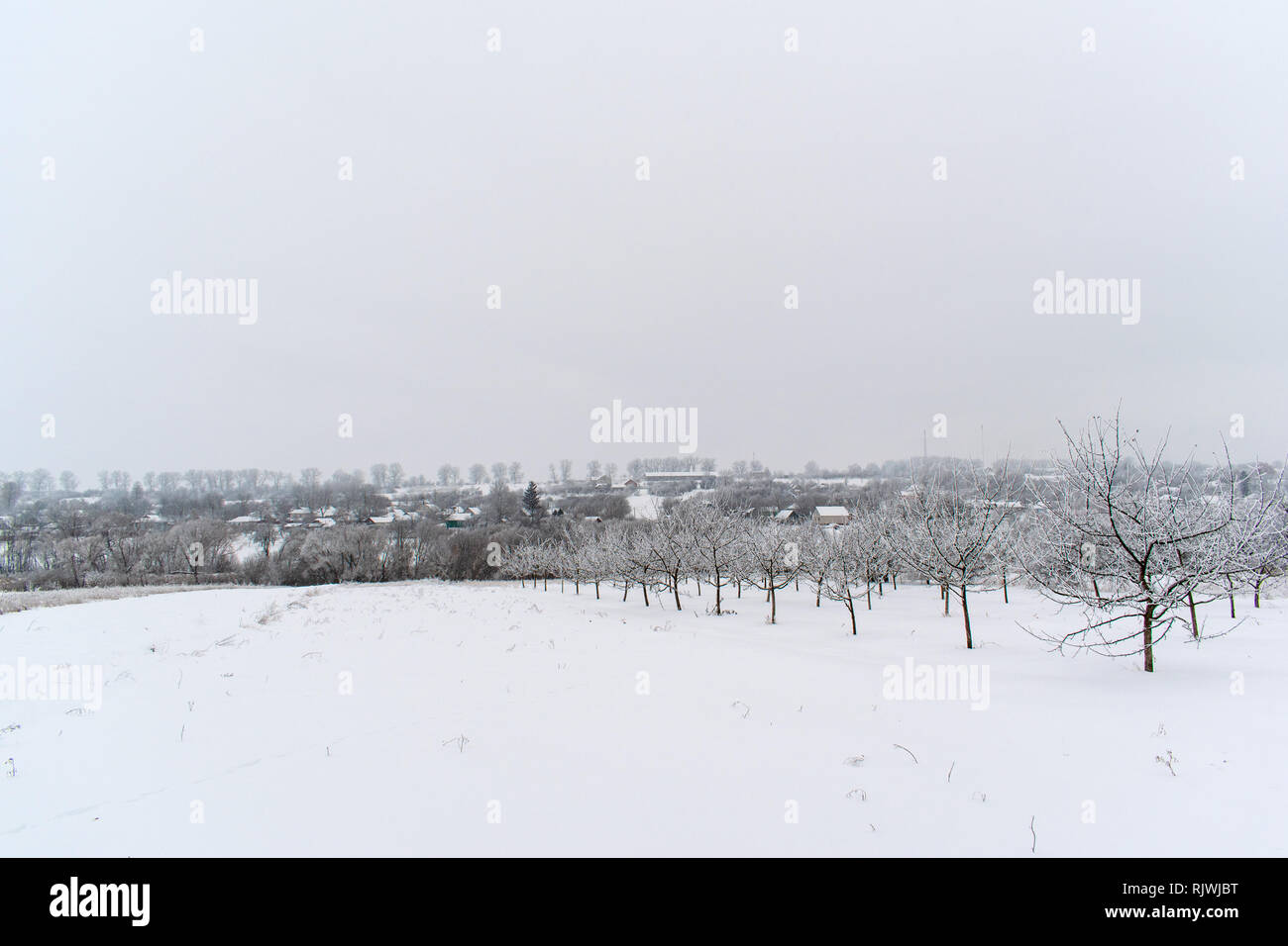 Winter, Schnee, Bäume, Stimmung das Neue Jahr. Stockfoto