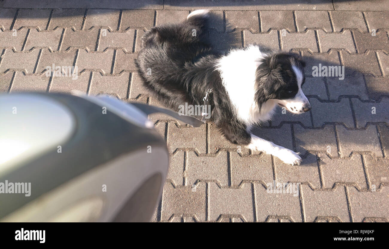 Die wartenden Hund an der Leine. Border Collie liegt auf dem Bürgersteig. Stockfoto