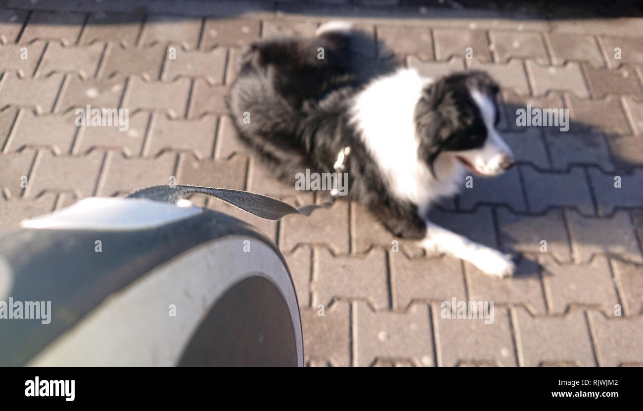 Die wartenden Hund an der Leine. Border Collie liegt auf dem Bürgersteig. Stockfoto