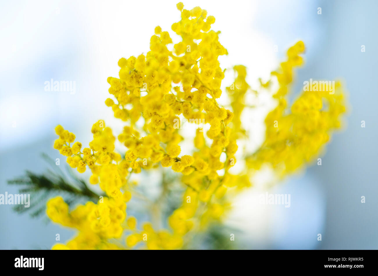 Mimosa Blumenstrauß in einer blauen Flasche, abstrakte Blurry flache Tiefenschärfe Hintergrund Stockfoto