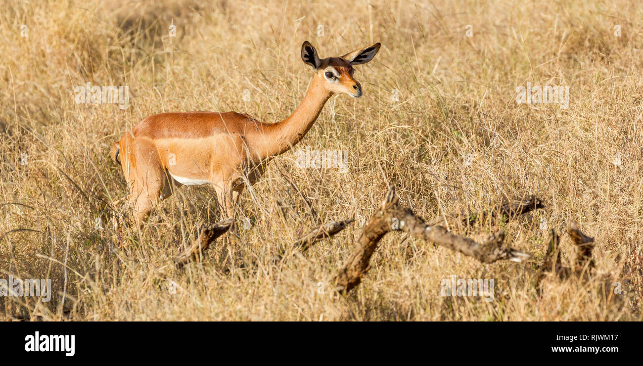 Ein einziges Weibchen Gerenuk oder Giraffe Gazelle in offenen Scrub, suchen und Alert, Lewa Wüste, Lewa Conservancy, Kenia, Afrika Stockfoto