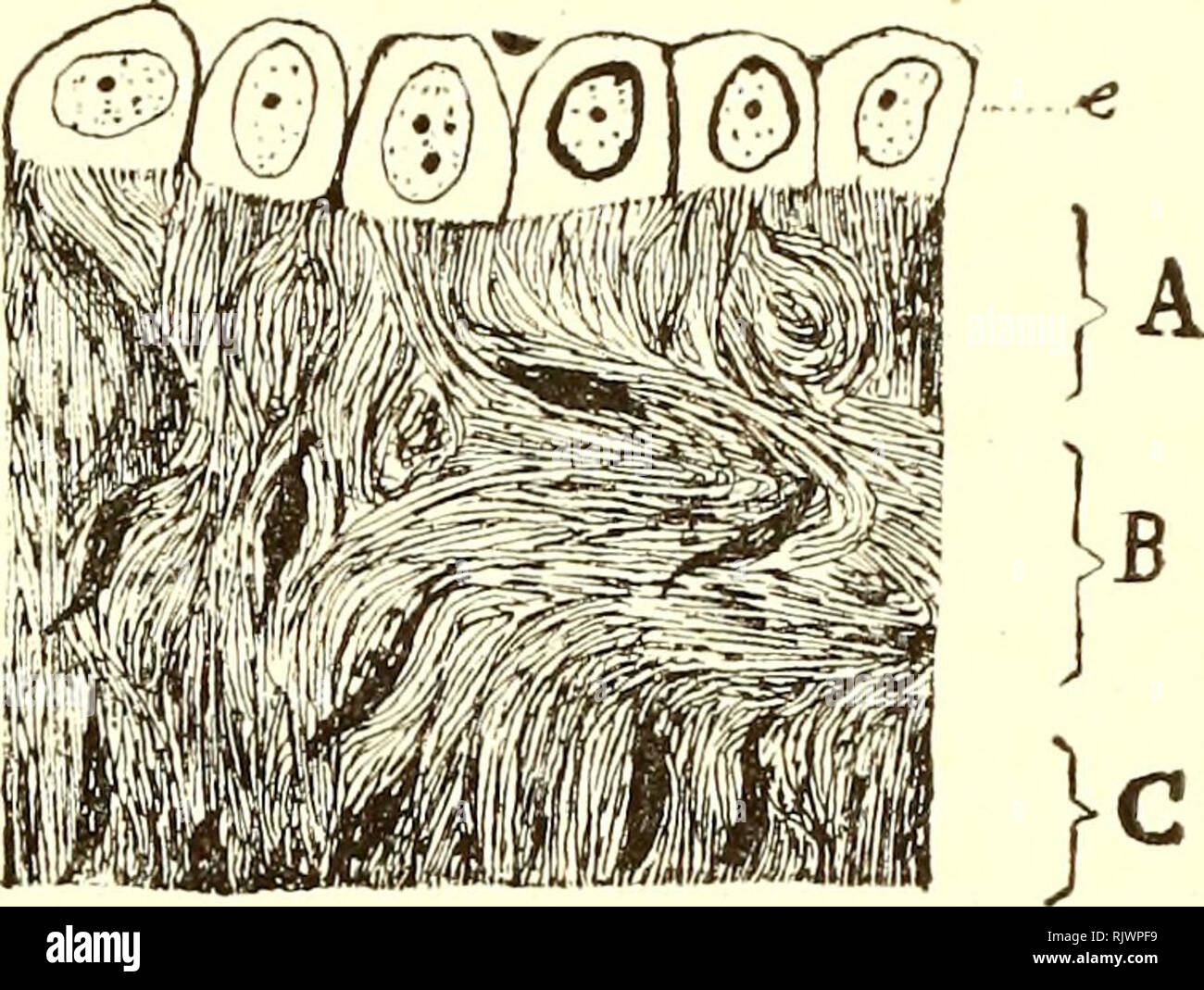 . Atti della Accademia gioenia di Regional naturali in Catania. Natural History. Siili ulteriori Ricerche" intima struttura dell'ovaia dei Mammiferi 3ra i filamenti minuti (fibrille) che compongono una Grossa matassa compatta (fascio); ba-sta dunque una deviazione infinitesima, dovuta alla Direzione del Fascio, o alla situazione, rispetto al Piano di taglio Del Pezzo imparaffinato, elementi Fr... assolutamente incalcolabili vedibili Impre-ed, perchÃ¨ la Netta visione della Struttura, che Noi consideriamo reale, ne Venga senza rimedio Alterata. Basta del Resto, ein convincersi Meglio di Tale Stockfoto