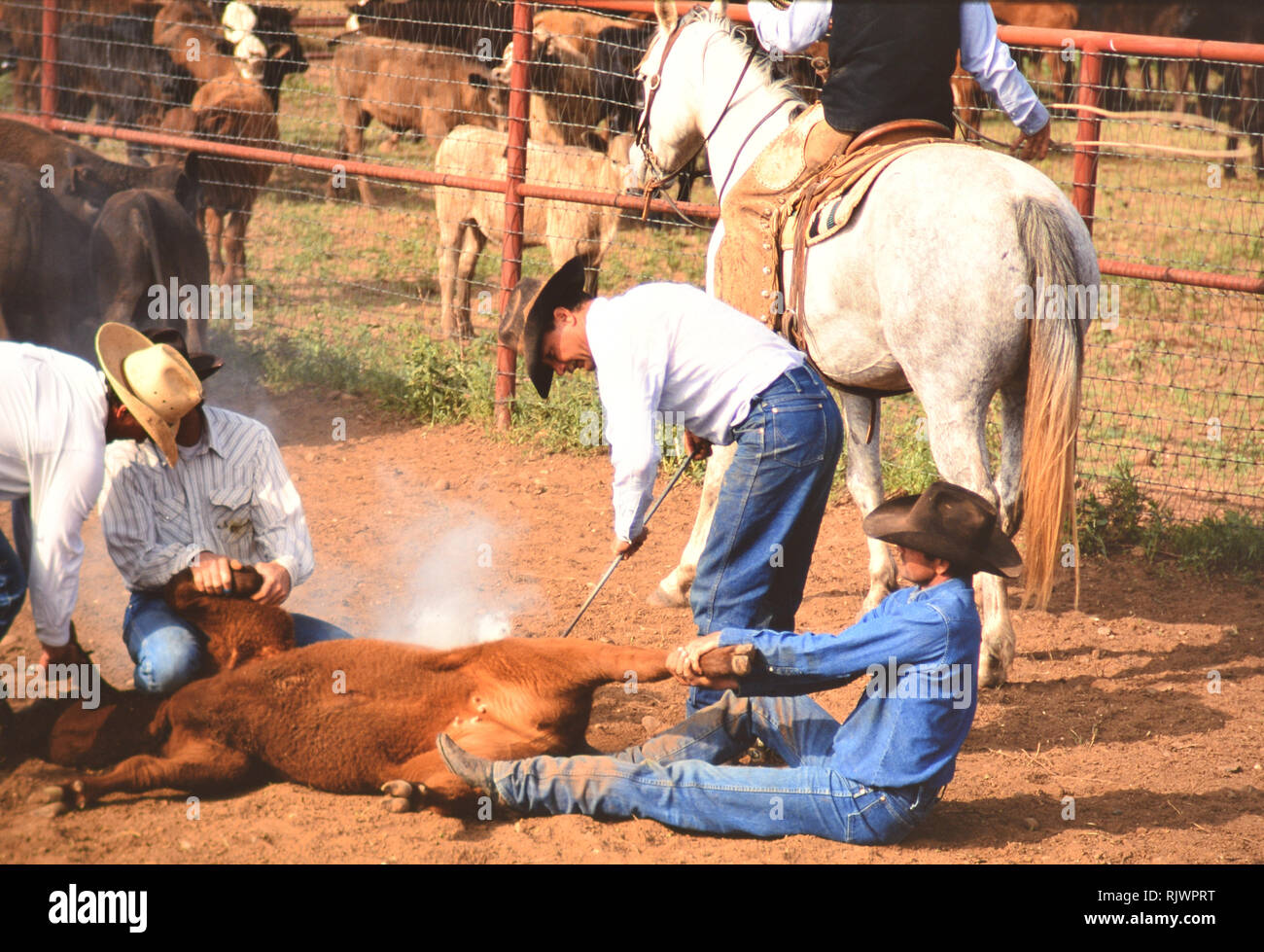 Amerikanische Cowboys: 1990 s Cowboys in den amerikanischen Westen im Frühjahr Branding Zeit auf das Dreieck Ranch in der Nähe von Paducah Texas Ca. 1998. Stockfoto