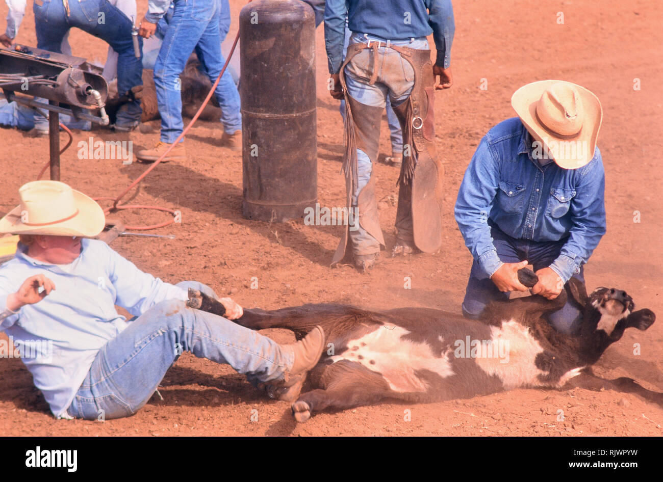 Amerikanische Cowboys: 1990 s Cowboys in den amerikanischen Westen im Frühjahr Branding Zeit auf einer Ranch in der Nähe von Clarendon Texas Ca. 1998. Stockfoto