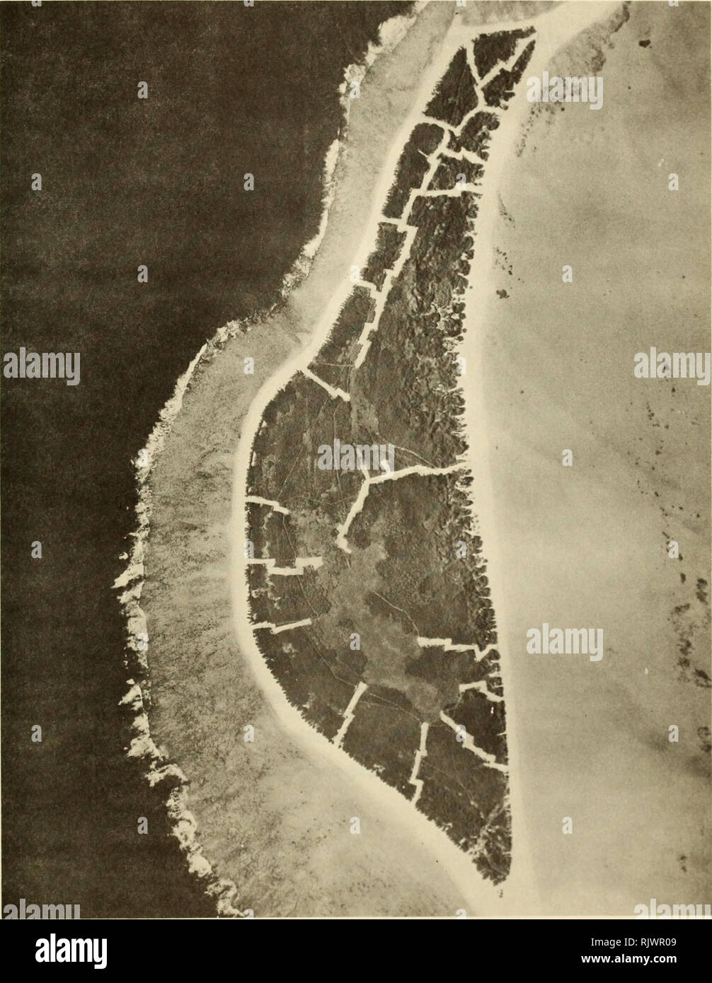 . Atoll Forschung Bulletin. Korallenriffe und Inseln; Meeresbiologie; Marine Sciences. . Bitte beachten Sie, dass diese Bilder sind von der gescannten Seite Bilder, die digital für die Lesbarkeit verbessert haben mögen - Färbung und Aussehen dieser Abbildungen können nicht perfekt dem Original ähneln. extrahiert. Smithsonian Institution. Drücken Sie; National Research Council (U. S.). Pacific Science Board, Smithsonian Institution, National Museum of Natural History (U. S.); in den Vereinigten Staaten. Bureau des Sports Fischerei und Wild lebende Tiere. Washington, DC: [Smithsonian Drücken] Stockfoto