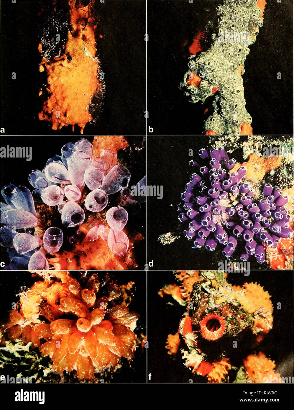 Clavelina Puertosecensis Stockfotos und bilder Kaufen Alamy