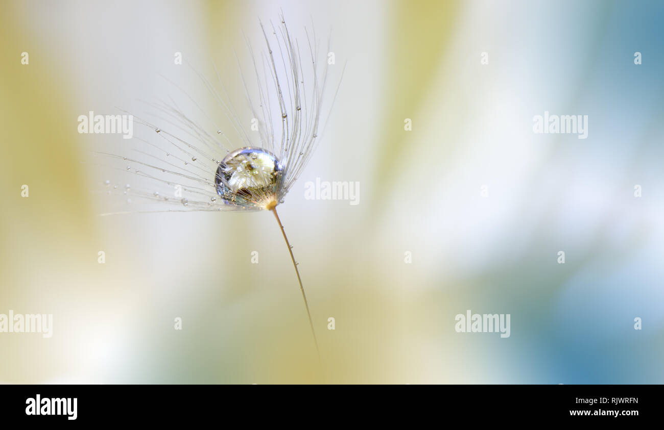 Wunderschöne Natur Makro Fotografie. Abstrakte farbenfrohe Hintergrund. blauen und weißen Farben. Kreative Kunstwerke. Feder weiß Blumen. Künstlerische Blumenkunst. Stockfoto