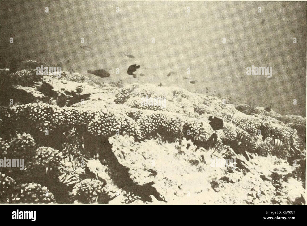 . Atoll Forschung Bulletin. Korallenriffe und Inseln; Meeresbiologie; Marine Sciences. Abbildung 12. In der Nähe von - vertikale Luftaufnahme der Insel östlich von Jim Insel, Seite 59 (Abb. 3), Daymaniyat Gruppe (Ca. 600 m Höhe, 18. Oktober 1982). Dunkle Flecken auf dem Regal Kante (Pfeil) war ein Live Pocillopora damicomis, dunkle Flecken auf dem Regal bestand überwiegend aus toten Acropora spp. Gemeinschaften.. Abbildung 13. Unterwasseransicht von live Pocillopora damicomis Kolonien Neben toten Acropora spp., Daymaniyat Inseln, Seite 60 (Abb. 3), 5 m Tiefe, 19. Oktober 1982. Die Linie der Pocillopora Kolonien in den Vordergrund Stockfoto
