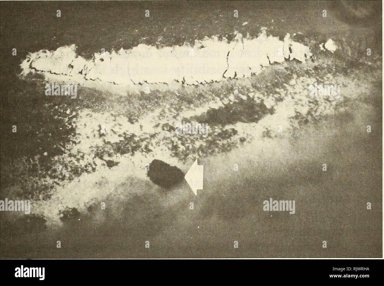 . Atoll Forschung Bulletin. Korallenriffe und Inseln; Meeresbiologie; Marine Sciences. 17. Abbildung 12. In der Nähe von - vertikale Luftaufnahme der Insel östlich von Jim Insel, Seite 59 (Abb. 3), Daymaniyat Gruppe (Ca. 600 m Höhe, 18. Oktober 1982). Dunkle Flecken auf dem Regal Kante (Pfeil) war ein Live Pocillopora damicomis, dunkle Flecken auf dem Regal bestand überwiegend aus toten Acropora spp. Gemeinschaften.. Bitte beachten Sie, dass diese Bilder aus gescannten Seite Bilder, die digital für die Lesbarkeit verbessert haben mögen - Färbung und Aussehen dieser Abbildungen können nicht perfekt die Herkunft ähneln extrahiert werden Stockfoto
