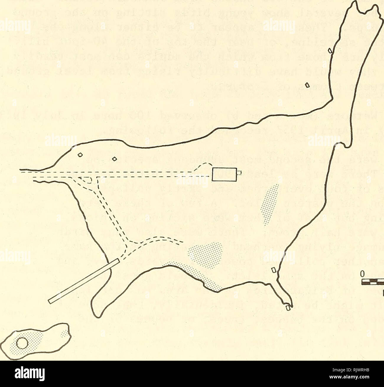 . Atoll Forschung Bulletin. Korallenriffe und Inseln; Meeresbiologie; Marine Sciences. 246 Nistplätze durch große Frigatebirds auf Sand Island während POBSP Studien sind in den Abbildungen 44 und 79 gezeigt. Gründe für Änderungen von Ort zu Ort sind nicht klar, aber wahrscheinlich die Knoll Website wurde bevorzugt. Intensive Störung es durch POBSP Personal 1963 - 1964 kann der South Shore verursacht haben. Warum mehr Vögel nicht Nest im Südwesten der Insel, das, was scheint, zu sein das beste angehoben Sehenswürdigkeiten auf der Insel, ist nicht klar. Möglicherweise den Wettbewerb mit braunen Dummköpfen Schachtelung gibt es respon Stockfoto