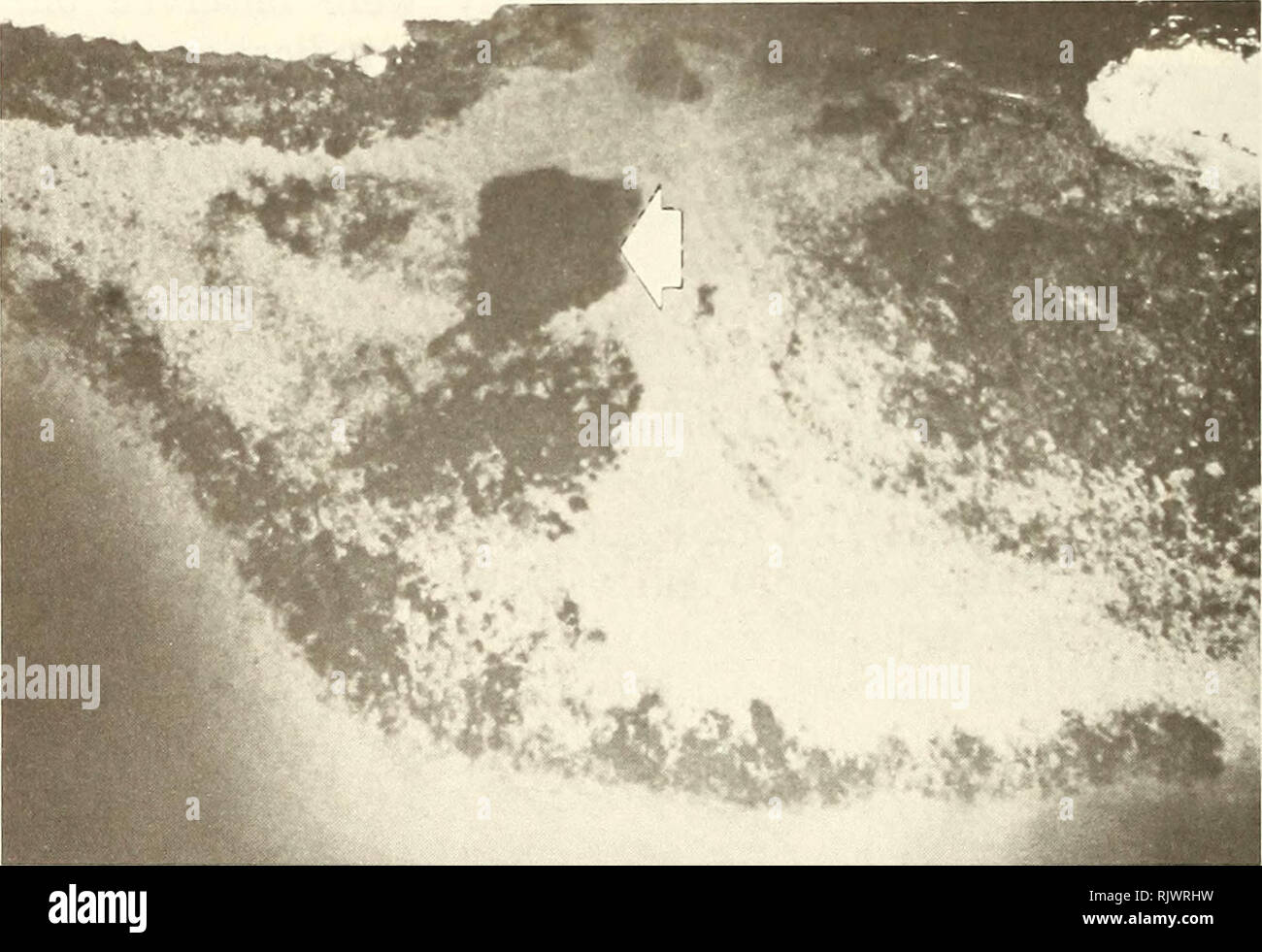 . Atoll Forschung Bulletin. Korallenriffe und Inseln; Meeresbiologie; Marine Sciences. Abbildung 10. Unterwasseransicht eines Toten, überwiegend Acropora spp. Coral Gemeinschaft, Daymaniyat Inseln, Seite 58 (Abb. 3), 4 m Tiefe (20. Oktober 1982). Hinweis live Pocillopora damicornis Kolonie, die auf der Oberseite von einem toten Acropora Korallen (Foto). Abbildung 11. In der Nähe von - vertikale Luftaufnahme der Leeseite der Insel, Website Jun 58 (Abb. 3), Daymaniyat Gruppe (Ca. 600 m Höhe, 18. Oktober 1982). Dunkle, Broken Patches entlang shelf Edge (unten) und anderswo vertreten meist tot Acropora spp. Gemeinschaften. Dunkel, Stockfoto