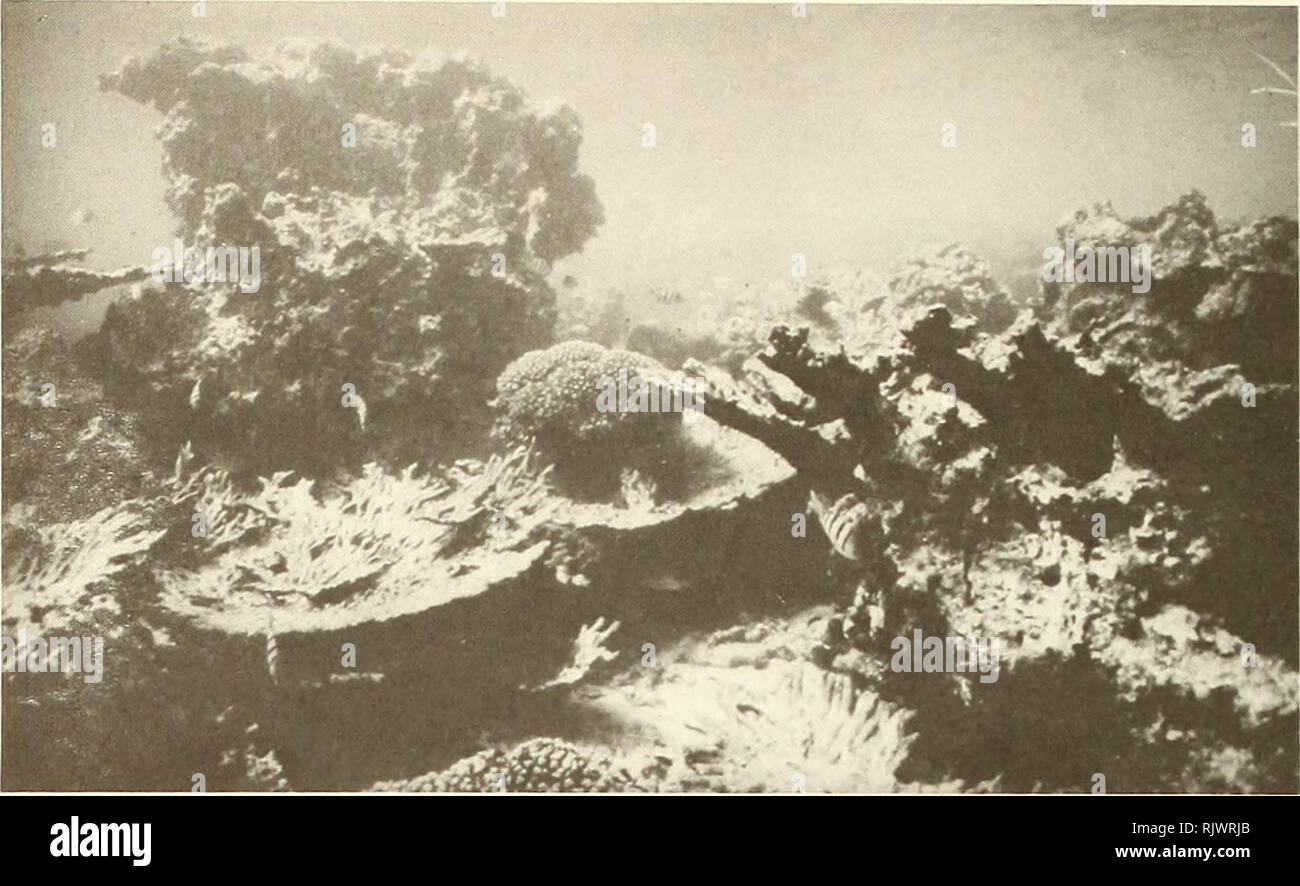 . Atoll Forschung Bulletin. Korallenriffe und Inseln; Meeresbiologie; Marine Sciences. 16. Abbildung 10. Unterwasseransicht eines Toten, überwiegend Acropora spp. Coral Gemeinschaft, Daymaniyat Inseln, Seite 58 (Abb. 3), 4 m Tiefe (20. Oktober 1982). Hinweis live Pocillopora damicornis Kolonie, die auf der Oberseite von einem toten Acropora Korallen (Foto). Bitte beachten Sie, dass diese Bilder sind von der gescannten Seite Bilder, die digital für die Lesbarkeit verbessert haben mögen - Färbung und Aussehen dieser Abbildungen können nicht perfekt dem Original ähneln. extrahiert. Smithsonian Institution. Drücken Sie; Nat Stockfoto
