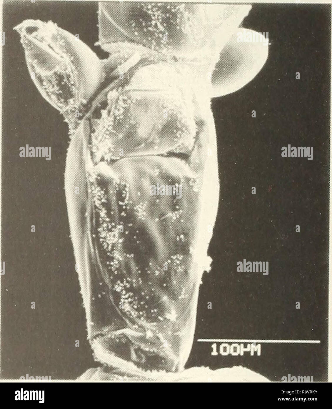 . Atoll Forschung Bulletin. Korallenriffe und Inseln; Meeresbiologie; Marine Sciences. Abbildung 10. [Links] Synnotum circinatum, SEM von Kolonie Filialen. Abbildung 11. [Rechts] Synnotum circinatum, Nahaufnahme der Zooid und avicularia.. Diskussion: im Gegensatz zu denen der sehr ähnlichen Synnotum aegyptiacum, die Äste der Synnotum circinatum Reagieren auf einen Hauch von Pinzetten oder eine starke Strömung von Wasser, durch Aufwickeln und writhing aus Ihren freien Enden. Die uncalcified Gelenke zwischen den einzelnen Zooid können die Mittel für diese Bewegung geben, wenngleich es in Florida nicht Kolonien von Synnotum aegyptiacum die Uhr beobachtet. Stockfoto