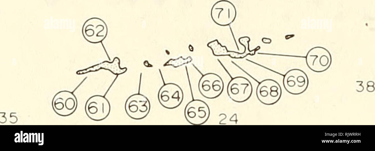 . Atoll Forschung Bulletin. Korallenriffe und Inseln; Meeresbiologie; Marine Sciences. C3 23°50' N Kharabah Island 38 24 22 24 22 24 24 24 18^26 ICH 2 3 4 5 KM 58°00' 58°I 0'E 1 1 Abbildung 3. Lage der Standorte in der Daymaniyat Inseln, den Golf von Oman befragt. Karte skizziert und erweiterten aus Grafik von D Umfrage veröffentlicht, Maßstab 1:100.000, Ministerium für Verteidigung, Vereinigtes Königreich, 1971. Soundings (in m) von marine Chart 2851, Masirah zu Ruus al Jibal, Admiralität, London, 9. Mai 1952. Die kleinen Hohlräumen von lebenden und toten Korallen, Korallen durch Suche in Trümmern, und durch Anheben und untersuchen die Untergründe von LARG Stockfoto