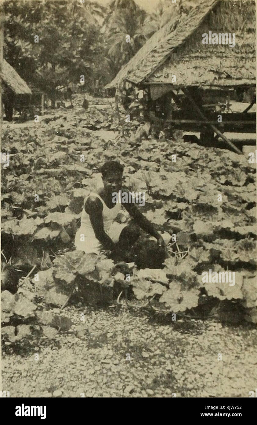 . Atoll Forschung Bulletin. Korallenriffe und Inseln; Meeresbiologie