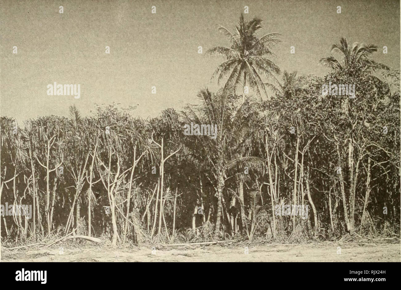 . Atoll Forschung Bulletin. Korallenriffe und Inseln; Meeresbiologie; Marine Sciences. Platte10: Im südlichen Teil des grossen Motu - Pisonia Wald mit Pandanus, Guettarda und Cocos. Flugplatz auf der rechten Hintergrund. (Ref.: 1986/8-11). Platte11: Vegetation auf der großen Motu: Pisonia grandis (rechts), Cocos nucifera (Mitte) und Pandanus tectorius (links). (Ref.: 1982/7-27). Bitte beachten Sie, dass diese Bilder aus gescannten Seite Bilder, die digital für die Lesbarkeit verbessert haben mögen - Färbung und Aussehen dieser Abbildungen können nicht Perfekt ähneln den extrahiert werden Stockfoto