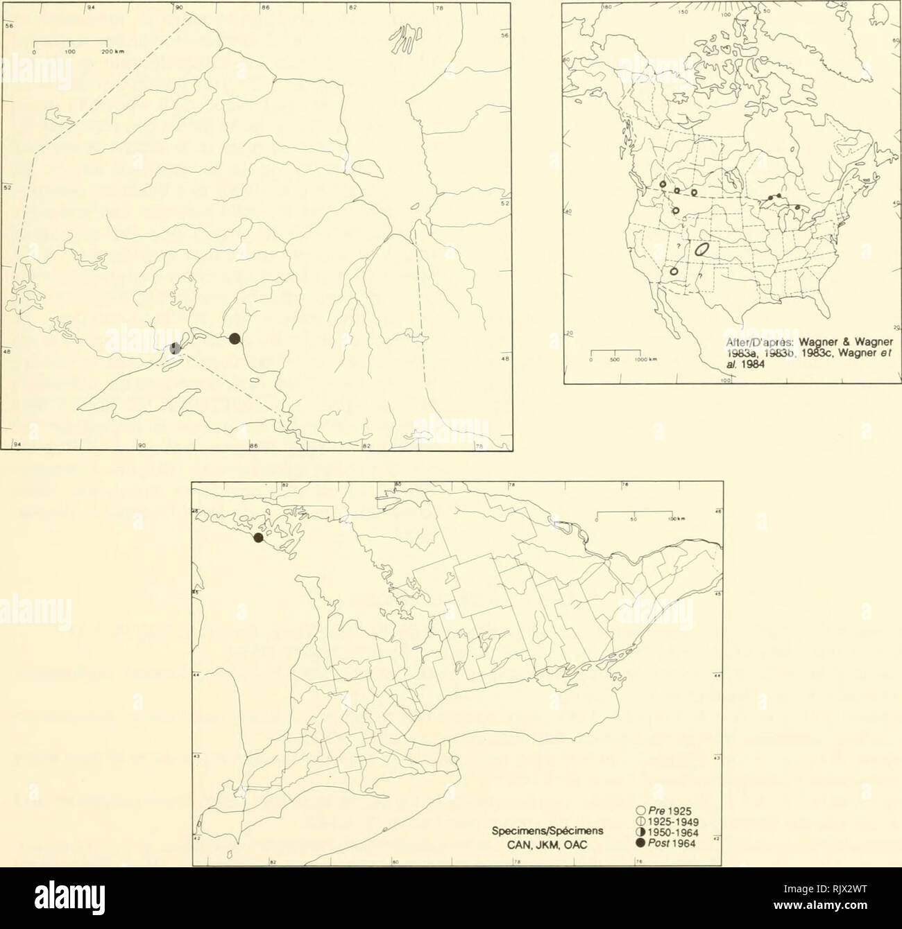 . Atlas der seltenen Pflanzen von Ontario. Seltene Pflanzen, Botanik. Atlas der seltenen Pflanzen von Ontario/Atlas des Plantes rares vasculaires de l'Ontario OPHIOGLOSSACEAE Botrychium hesperlum (Maxon &Amp; Clausen) W.H. Wagner & Amp; Leilinger, pro Siebold. (S. matricariifolium A.Br. ssp. hesperium Maxon &Amp; Clausen, B. matricariifolium var. tiesperium (Maxon &Amp; Clausen) Broun) Westliche Abb. Botryche de l'Ouest Nach après/D': Wagner & Amp; Wagner 1983 a, 1983 b, 1983 c, Wagner El Al 1984. Lebensraum: Grashängen, Kanten von Seen, Sandstrand und flachen Gräben am Straßenrand. STATUS: Selten in C Stockfoto