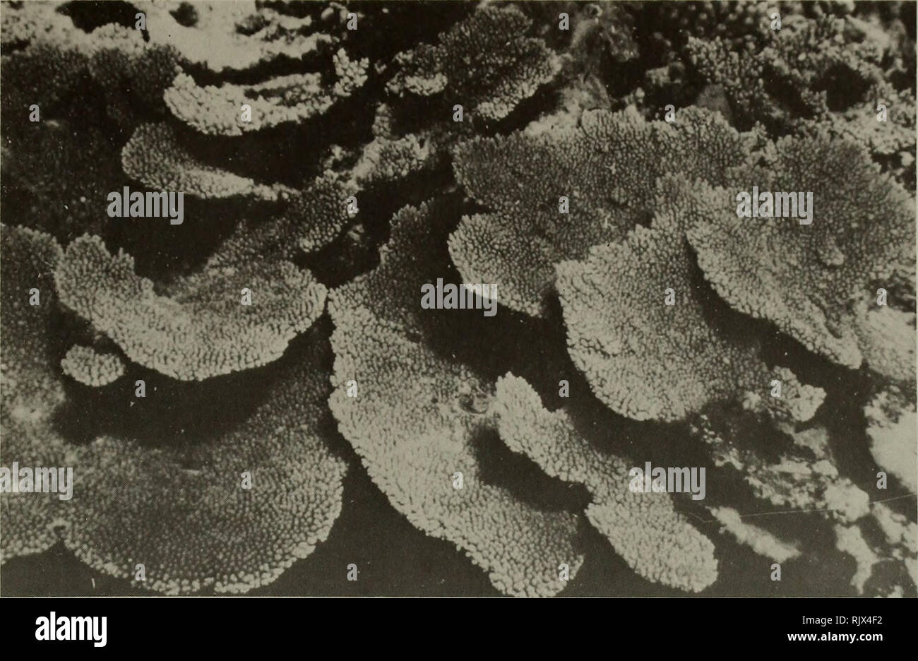 . Atoll Forschung Bulletin. Korallenriffe und Inseln; Meeresbiologie; Marine Sciences. 10 Lebende tabellarische acropores auf Reef Crest auf der Nordseite des Broadhurst Reef (Oktober, 1970). 11 Skelette von tabellarischen acropores von A. planei auf Seewärtigen hängen getötet auf der Nordseite des Broadhurst Reef (Februar, 1970). ^ mttzr-st&amp; ^^r" WJ^^ w W. Bitte beachten Sie, dass diese Bilder sind von der gescannten Seite Bilder, die digital für die Lesbarkeit verbessert haben mögen - Färbung und Aussehen dieser Abbildungen können nicht perfekt dem Original ähneln. extrahiert. Smithsonian Institution. Drücken Sie; Nationale Forschung Stockfoto