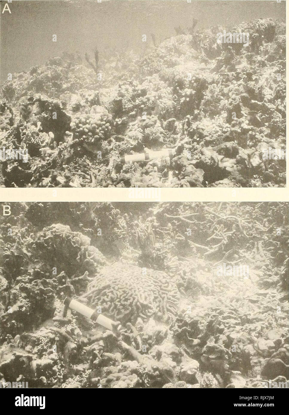 . Atoll Forschung Bulletin. Korallenriffe und Inseln; Meeresbiologie; Marine Sciences. 39. Abbildung 3. Teich A-Cat Cay. Wappen von Ridge in West Eingang. A) Patches von live Pontes maculata auf einer Unterseite aus tote Korallen verkrustete durch Chondrilla vgl. nucula. B) Lebende Kolonie von Colpophyllia natans umgeben von tote Korallen verkrustete von C. vgl. nucula und verpackt mit halimeda Opuntia. Maßstab = 20 cm. Juni 13, 1999 .. Bitte beachten Sie, dass diese Bilder aus gescannten Seite Bilder, die digital für die Lesbarkeit verbessert haben mögen - Färbung und Aussehen dieser Abbildungen extrahiert werden kann Stockfoto