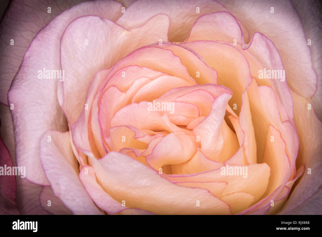 Pink & Gelb Rose Makro Stockfoto
