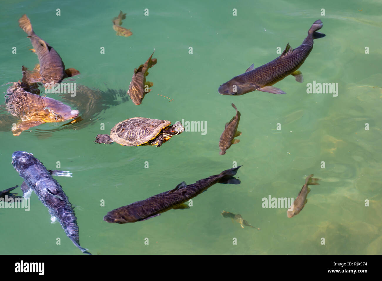 Forelle schwimmen Fotos und Bildmaterial in hoher Auflösung Alamy