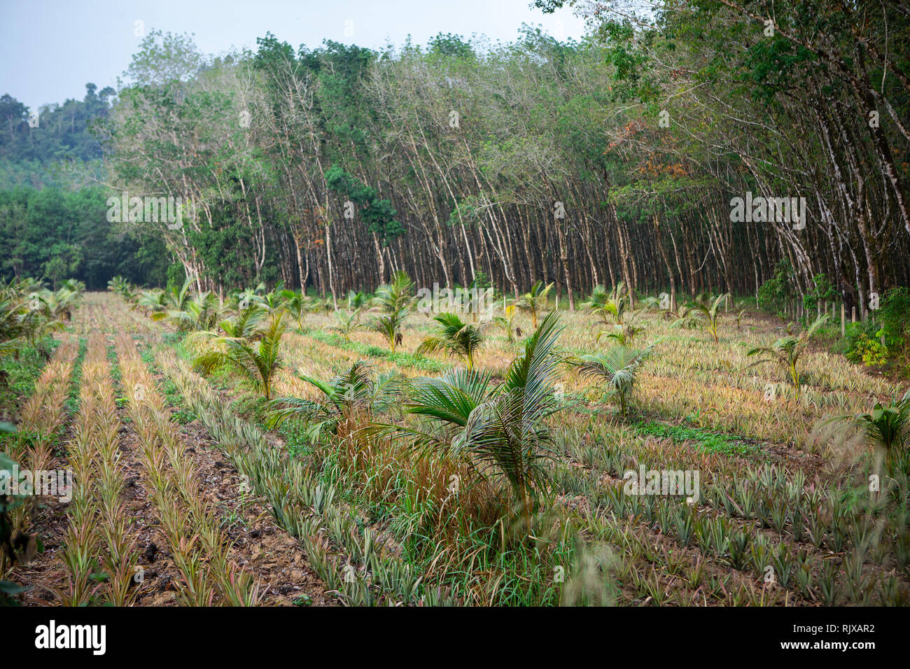 Pflanzung von jungen Kokospalmen Stockfoto