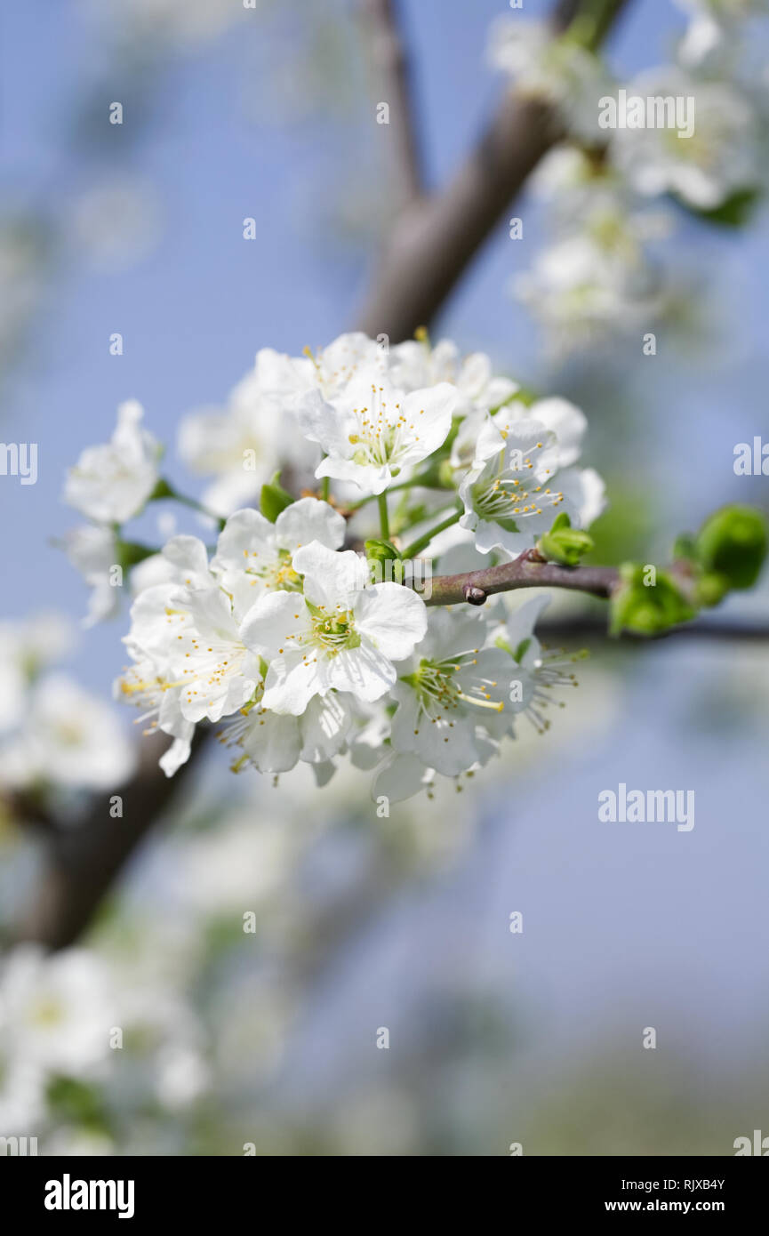 Prunus domestica. Der Pflaume 'Marjorie Sämling' Blüten im Frühling. Stockfoto