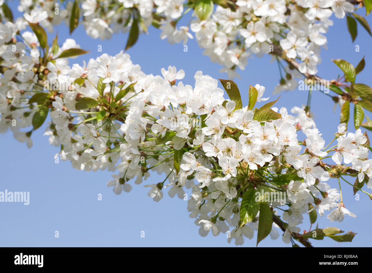 Sweet Cherry' Williams Sämling' Blüten im Frühling. Stockfoto