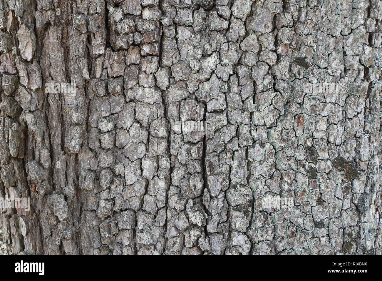 Dischidia pectenoides -Fotos und -Bildmaterial in hoher Auflösung – Alamy