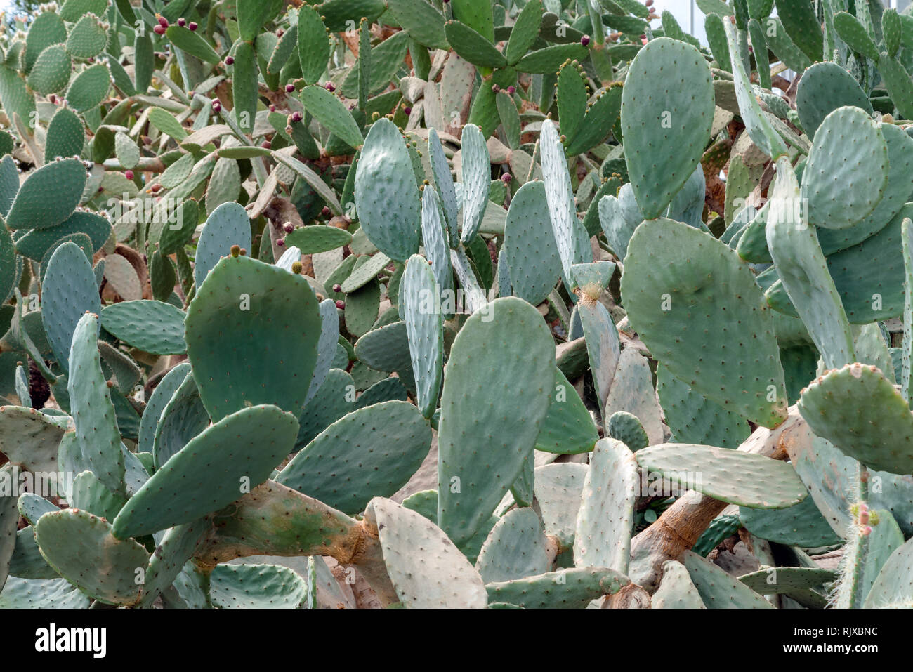 Kaktus stacheln Hintergrund im Botanischen Garten Stockfoto