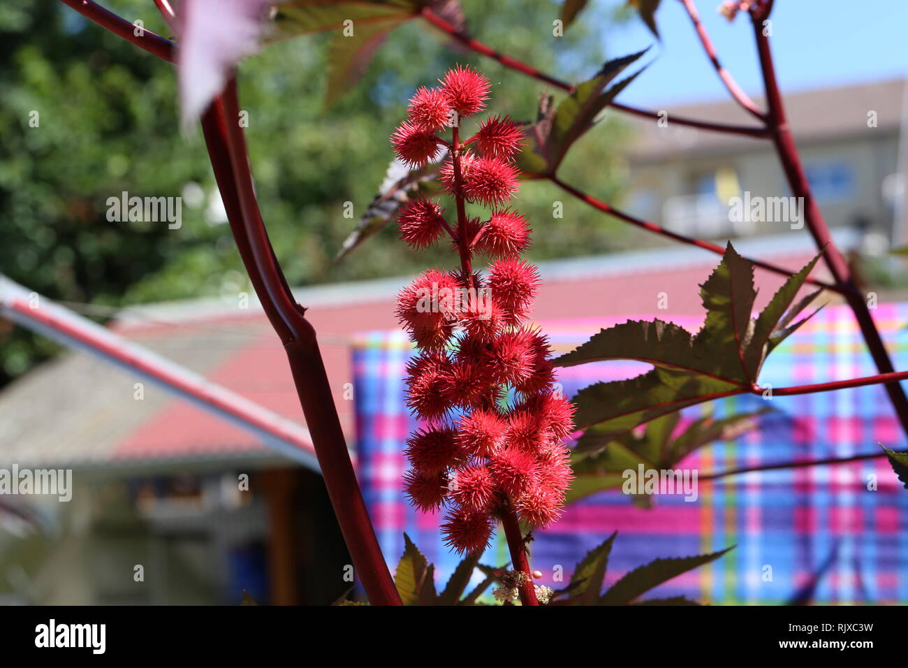Ricinus Communis Carmencita Stockfotos und -bilder Kaufen - Alamy