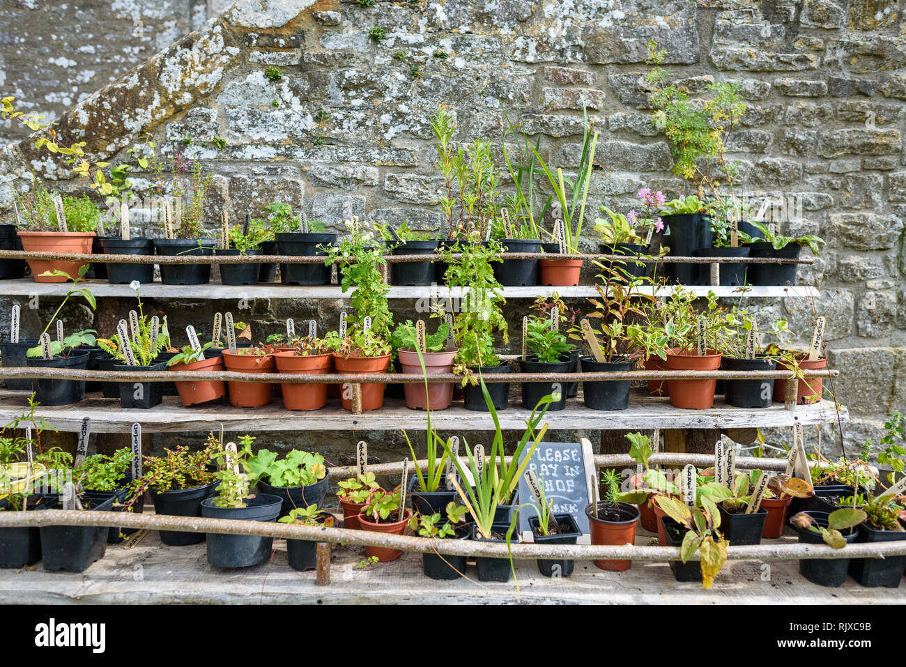 Verschiedene Pflanzen und Kräuter zum Verkauf im Spätsommer über traditionelle mittelalterliche Materialien für Regale. Stockfoto