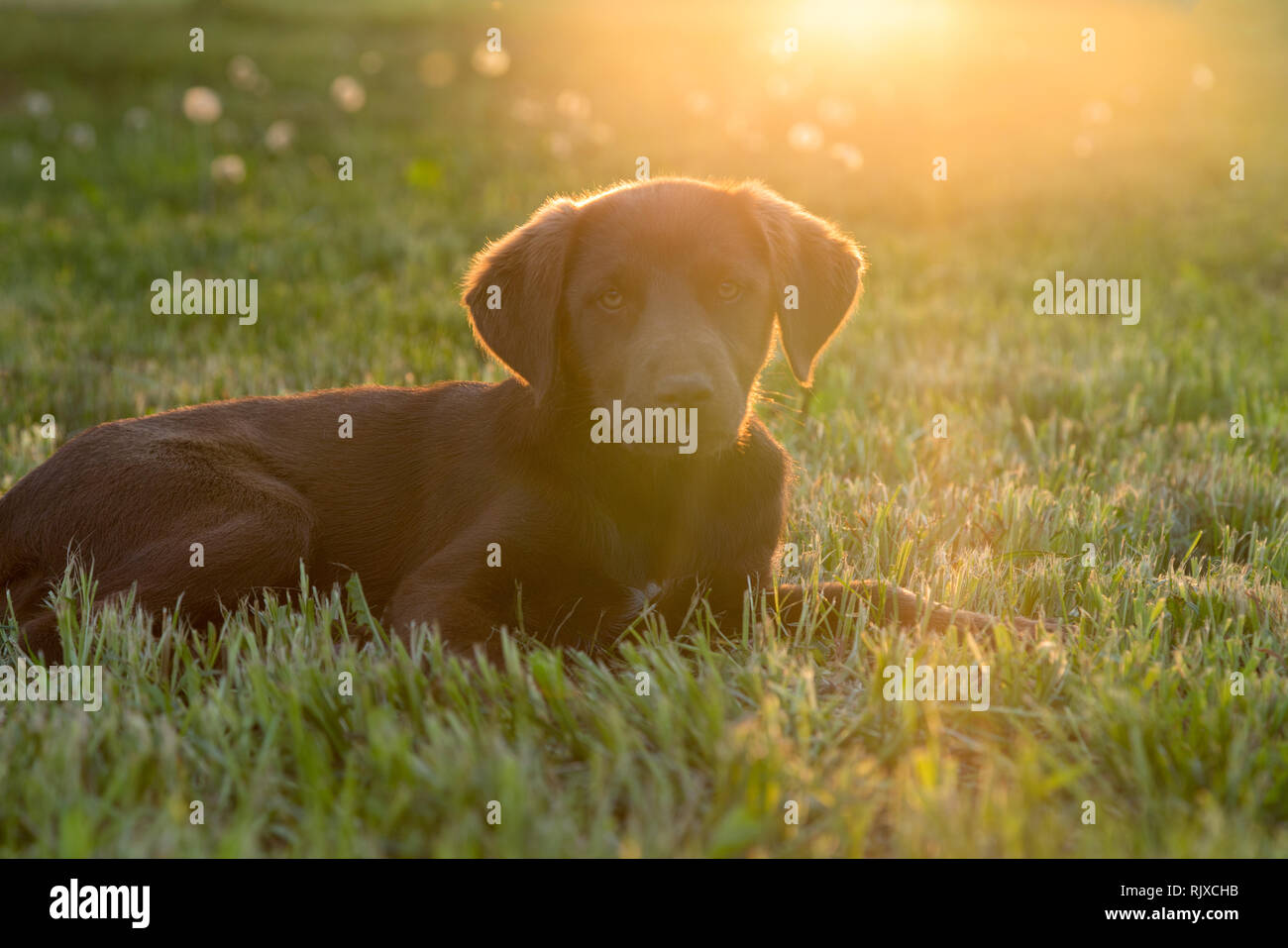 Cute glückliche junge Braune Welpen hund Festlegung auf dem Gras, Hinterleuchtung von Sun isoliert Stockfoto