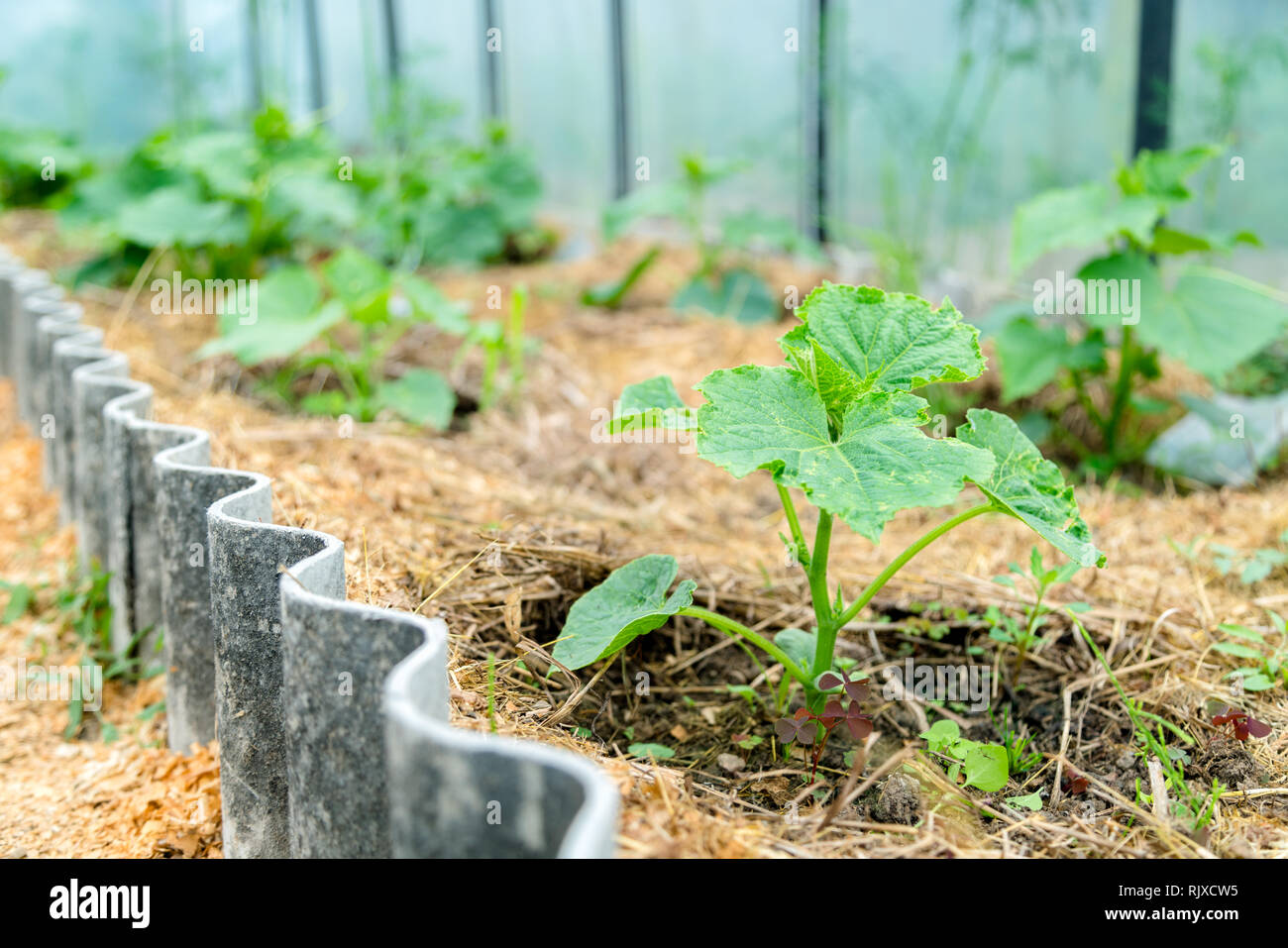Wachsende Gurke grünes Haus. Wachsende Bio Gemüse Stockfoto