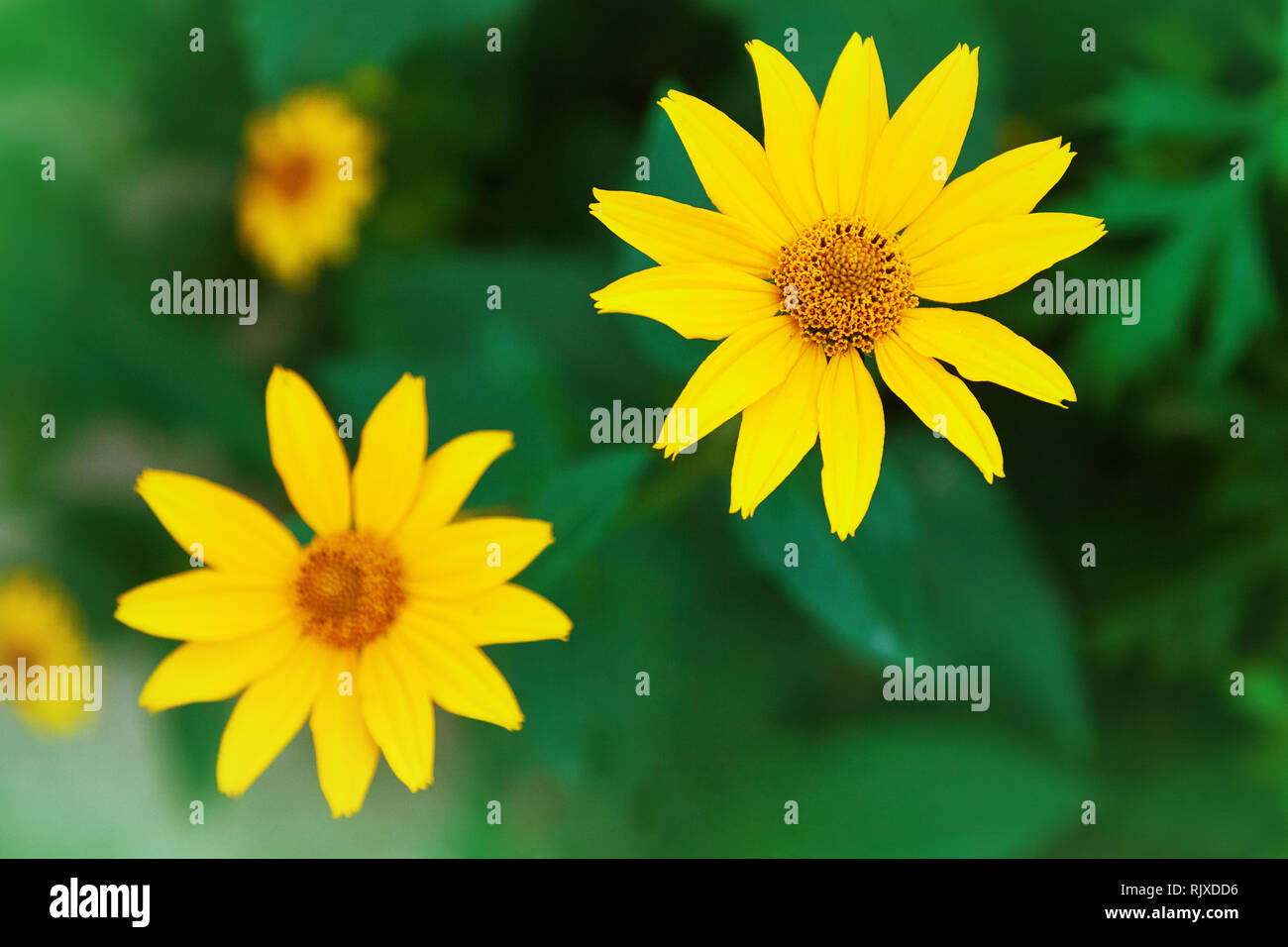 Euryops pectinatus. Gelbe Blume blühen Stockfoto