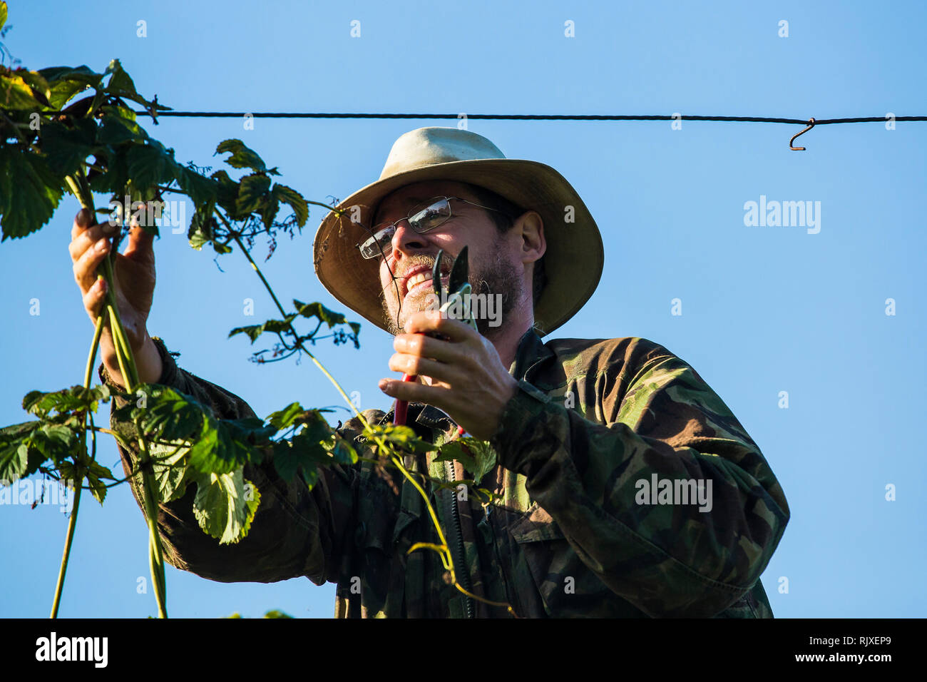 Hop Ernte in Larkins Brauerei, Chiddingstone, Kent Stockfoto