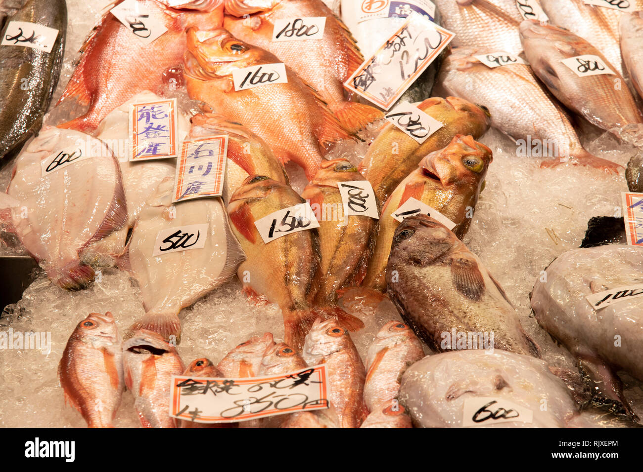 Fisch, der für den Verkauf in den Omicho Markt. Kanazawa, Ishigawa, Japan Stockfoto